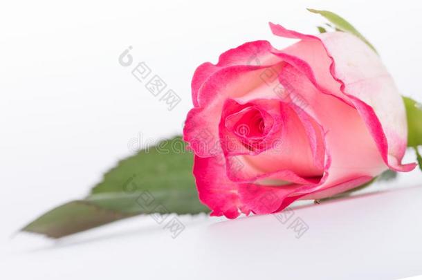 特写镜头关于白色的和粉红色的有色的玫瑰