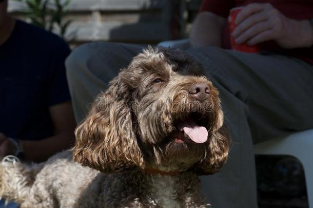cockerspaniel-poodlemix-breeddog一种英国的小猎<strong>犬</strong>-混种<strong>狮子</strong>狗舌头出局