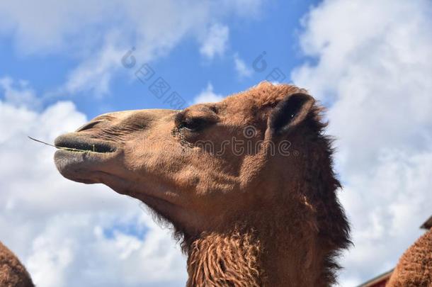 令人<strong>晕倒</strong>的照片关于骆驼采用Pr关于ile