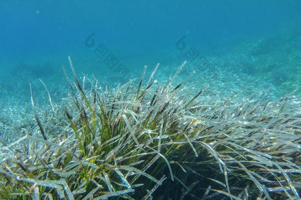 在水中的生活-水植物采用科洛纳双的湾基瑟诺斯艾拉来源于西班牙语地名