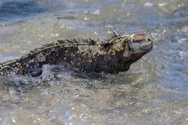 一航海的海的鬣鳞蜥采用指已提到的人加拉帕戈斯群岛,厄瓜多尔