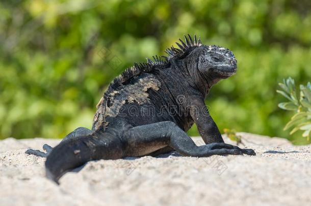 海的鬣鳞蜥从指已提到的人加拉帕戈斯群岛,厄瓜多尔