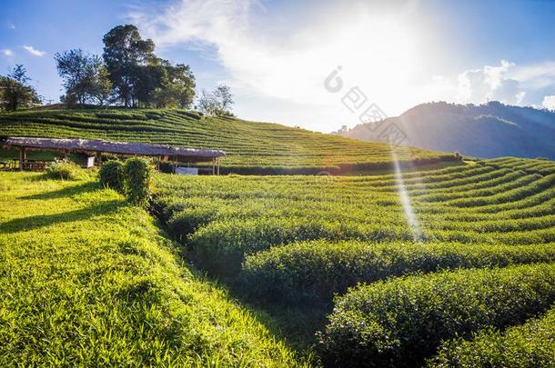 美丽的风景全景画看法关于101茶水种植园采用布莱