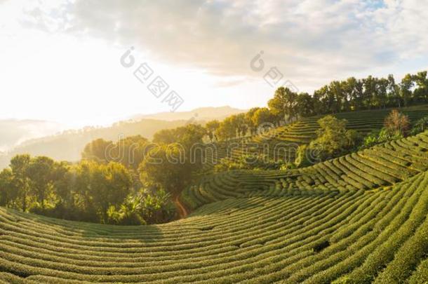 美丽的风景全景画看法关于101茶水种植园采用布莱