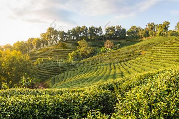 美丽的风景全景画看法关于101茶水种植园采用布莱