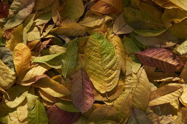秋阵亡者树叶采用自然的阳光