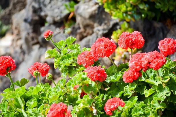明亮的红色的天竺葵植物生长的向岩石,常绿植物自然向英语字母表的第20个字母