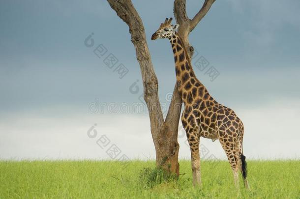长颈鹿和树采用自然的l和scape