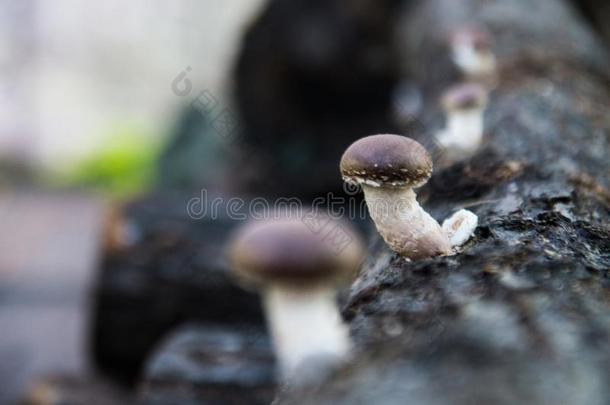 香菇<strong>蘑菇</strong>兰迪努拉edodes<strong>生长</strong>的从树