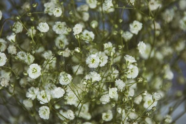 特写镜头小的白色的花