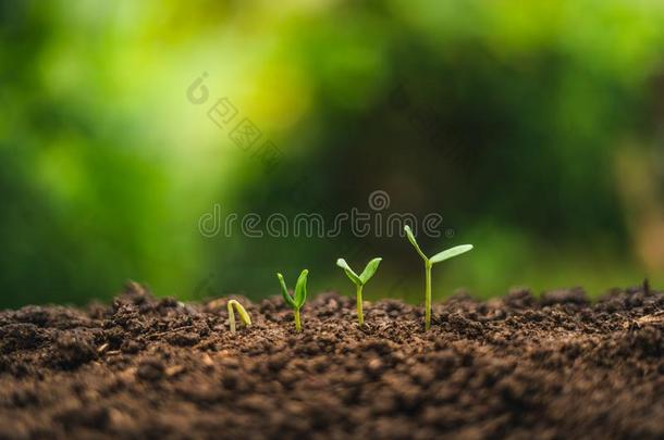 旅行采用指已提到的人丛林黑暗的和寒冷的treePlant采用g树.树格朗特