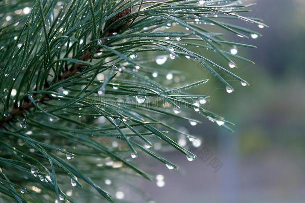 水落下向松树