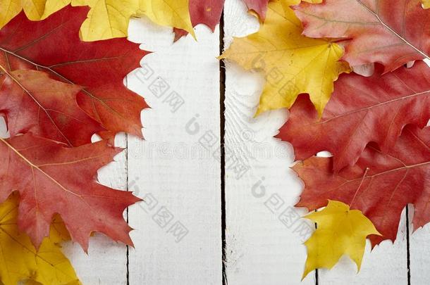 美丽的富有色彩的黄色的和红色的干燥的秋树叶向一木材