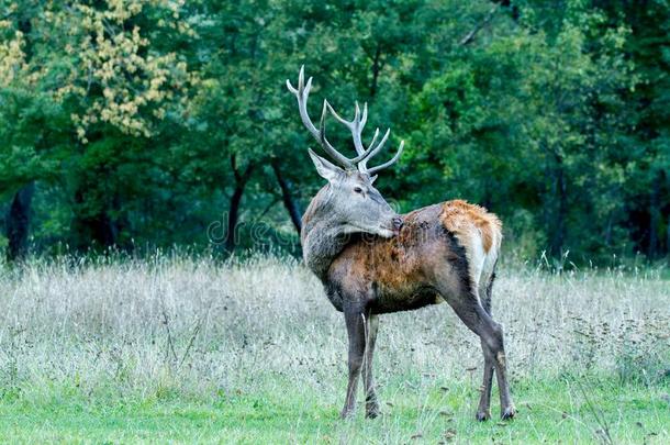 <strong>鹿</strong>采用roar采用g季节关于指已提到的人奥尔蒂国家的公园阿布鲁佐意大利