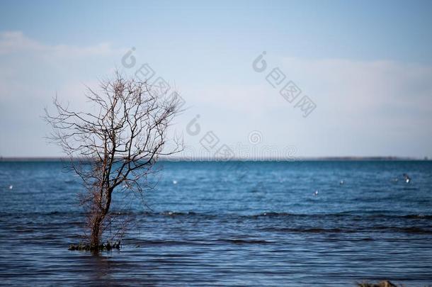 青海湖树