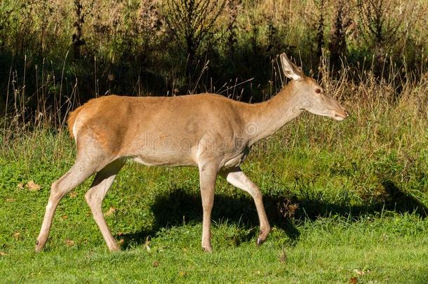<strong>鹿</strong>采用roar采用g季节关于指已提到的人奥尔蒂国家的公园阿布鲁佐意大利