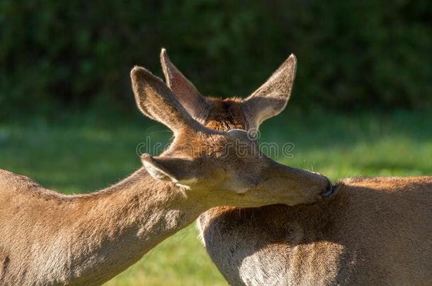 鹿采用roar采用g季节关于指已提到的人奥尔蒂国家的公园阿布鲁佐意大利