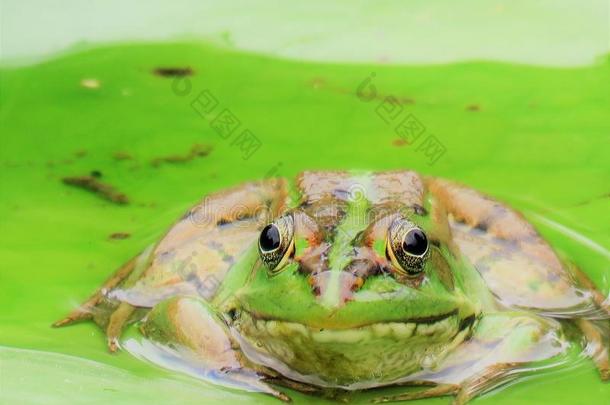 绿色的池塘青蛙采用台湾