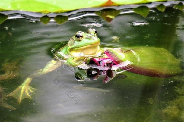绿色的<strong>池</strong>塘青蛙采用台湾