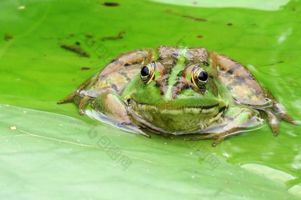 绿色的青蛙采用台湾