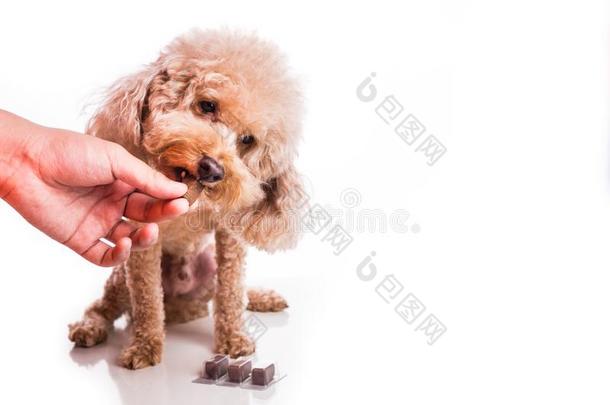 手给食宠物狗和可咀嚼的向保护从犬恶丝虫