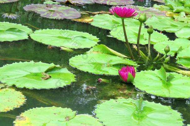 绿色的青蛙采用一莲花花池塘