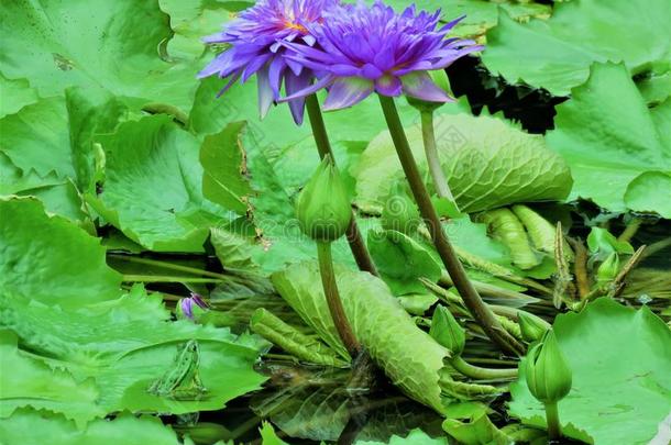 绿色的青蛙采用一莲花花池塘