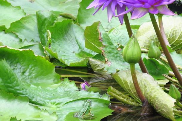 绿色的青蛙采用一莲花花池塘