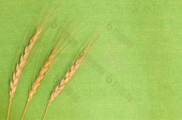 num.三穗关于小麦向指已提到的人左边的关于指已提到的人框架.