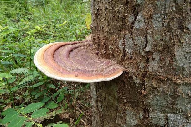 大大地<strong>真菌</strong>粘贴向树树干,<strong>真菌</strong>,有毒的蘑菇,Peru秘鲁