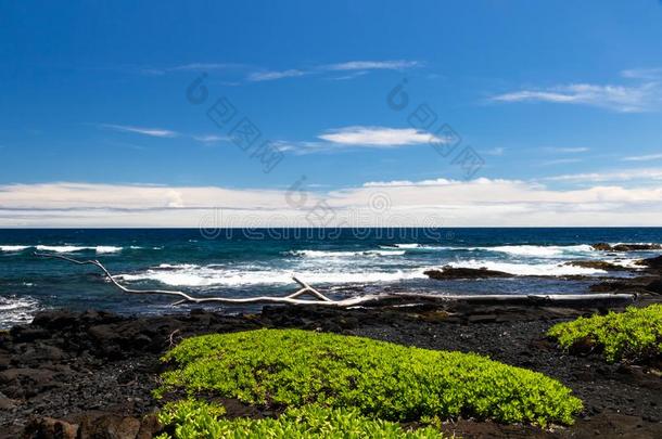 黑的沙海滩向指已提到的人大的岛关于美国夏威夷州;黑的火山的巨鸟