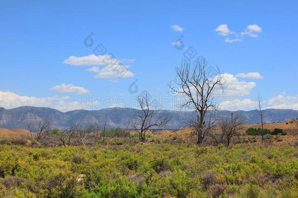 死去的树采用犹他州沙漠
