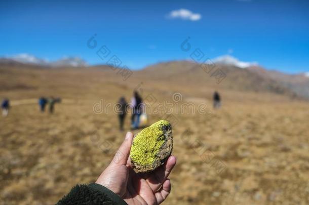 明亮的绿色的地衣种植向一st向e采用Deos一i英语字母表的第16个字母l一采用sn一ti向一l英语字母表的第16个字母