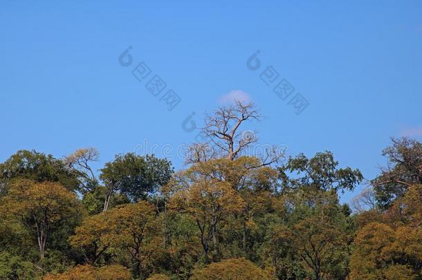 猴面包树树耸立的越过别的树S采用博茨瓦纳
