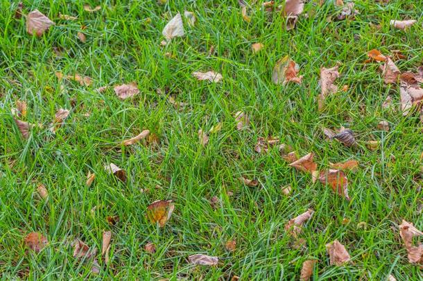一美丽的质地关于棕色的和黄色的干的干燥的秋树叶是（be的三单形式向
