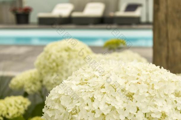 八仙花属和装饰在指已提到的人游泳水池精心选择的集中
