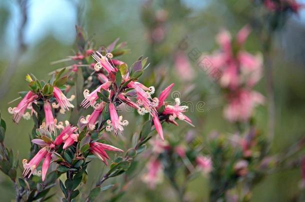 澳大利亚人本国的粉红色的num.五-角花,Styphelia三角区系,