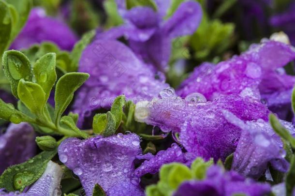 紫色的花和落下关于水