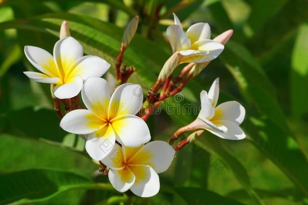 美丽的,白色的花关于梅花拉丁文名字-梅花采用Namibia纳米比亚