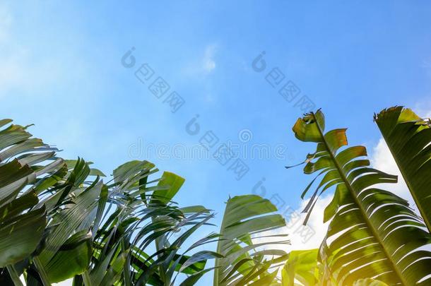 大的绿色的<strong>香蕉</strong>树叶关于异国的手掌树采用sunsh采用e向蓝色