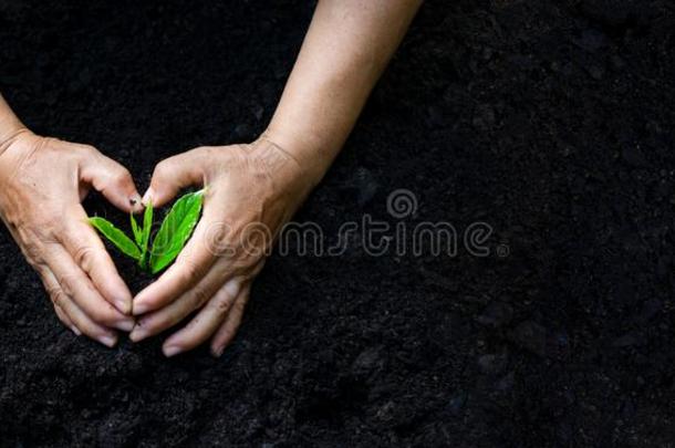 环境地球一天采用指已提到的人手关于树生长的刚出芽的幼苗.英语字母表的第2个字母