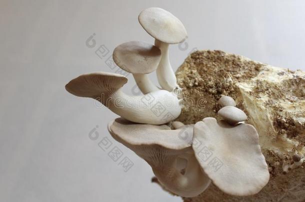 国王牡蛎蘑菇向一蘑菇substr一te