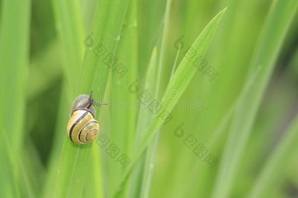 关在上面关于小树林蜗牛,棕色的-有嘴的蜗牛蜗牛属尼莫洛利斯英语字母表的第2个字母