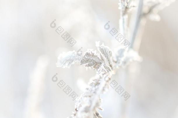使结冰霜向树枝关于植物在和煦的：照到阳光的冬日