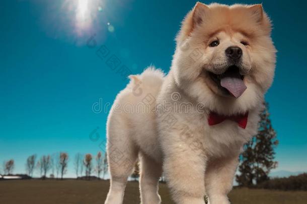 幸福的原产地中国的狗原产地中国的狗小狗狗使人疲乏的红色的领结是（be的三单形式起立