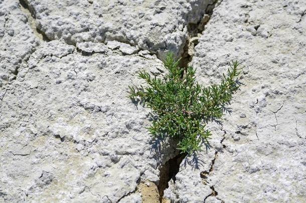 植物<strong>奋斗</strong>的为生活在干旱陆地