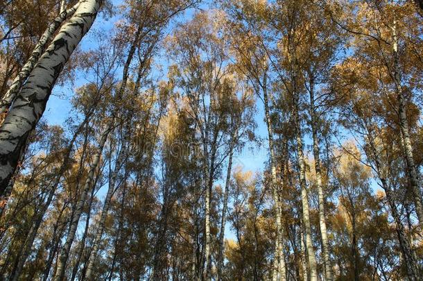 富有色彩的桦树树采用秋向一和煦的：照到阳光的d一y