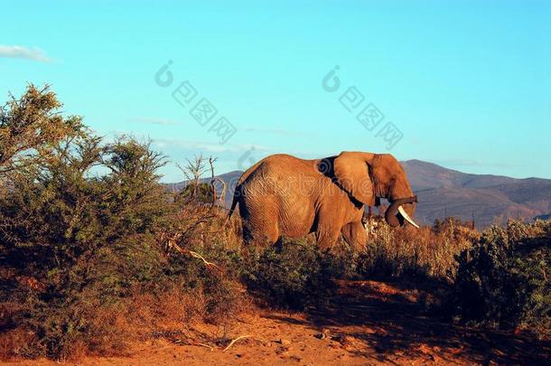非洲-游猎-关在上面关于一象采用指已提到的人沙漠光