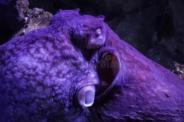 紫色的章鱼睡眠采用一水族馆采用基辅
