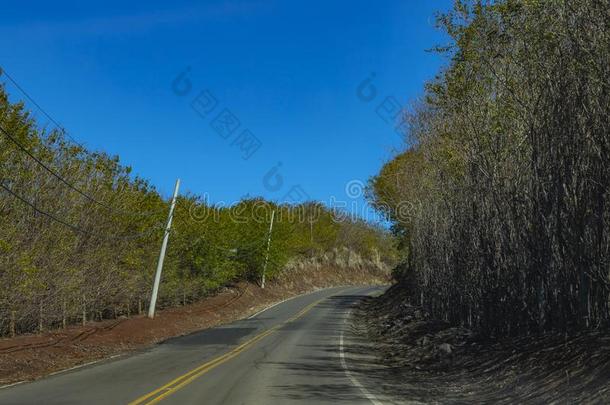 路在之间树.路满的关于树.巴西苏木